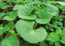 12 Pennywort Gotu Kola Centella Asiatica Rau Má - Live Starter Plants