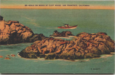 Linen Postcard Seals on Rocks at Cliff House San Francisco California ...