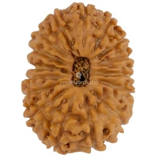 16 Mukhi Rudraksha 18.02 mm Java Bead | Grade A Medium | Genuine Natural Bead