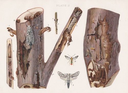 3 Original Antique Moth Caterpillar Insects That Affect Maple Prints Joutel 1901 - 第 2/7 張圖片