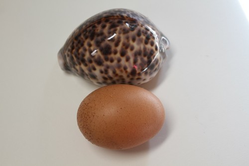 Große Tiger Kaurimuscheln / große Kaurimuscheln, 3 Zoll plus, SS-134 - Bild 5 von 12