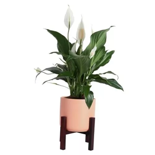  Live Indoor Plant, Elegant Air 1 Foot Tall Indoor Flower Pot Peace Lily