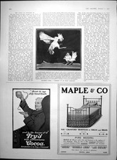 Old Print Indian Cock Fight Maple Co Bedding Foots Adjustable Chairs 1907 20th