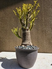 Old Fire stick Pencil (  Euphorbia tirucalli ) Bonsai Tree,,,, sale 