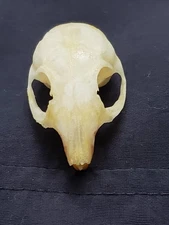 Desert White-Tailed Antelope Squirrel Skull Ammospermophilus leucurus Nevada