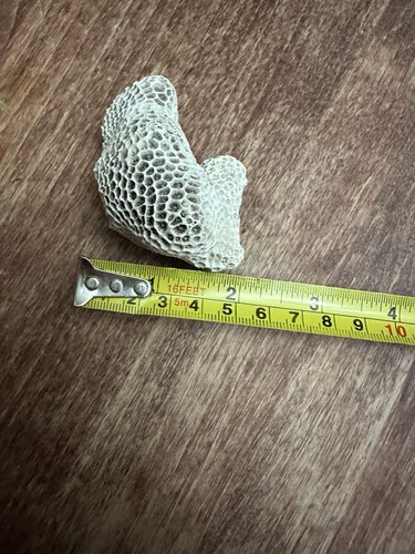 Cervello naturale corallo bianco sporco mare fossile 20. - Foto 9 di 11