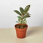 25+ Seeds Ficus Elastica 'Tineke' Plant