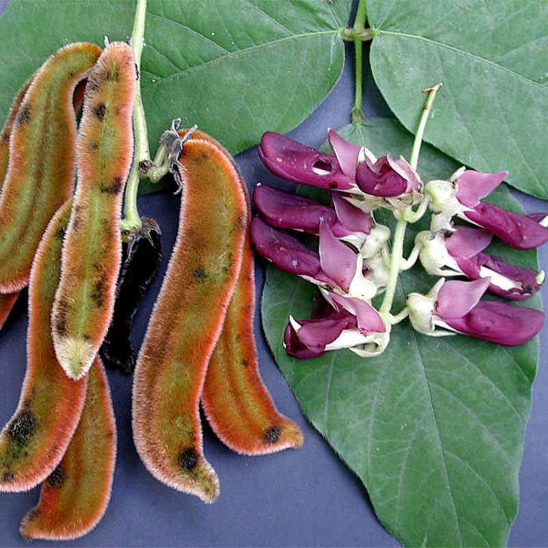 heart health supplements MUCUNA PRURIENS 15 EXTRACT stress complex