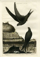 SEPP and NOZEMAN Hirundo apus (Swift)