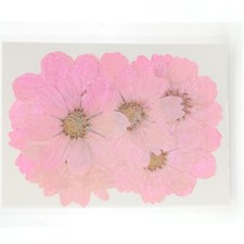 12PCS Real Pressed Dry dyed purple Garden Cosmos flower for art, craft FSS59 2