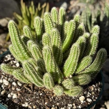 Chamaecereus silvestrii 'Peanut Cactus'