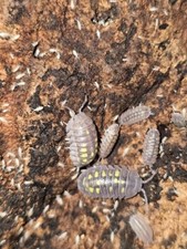 40 Armadillidium Granulatum Isopod "Clean Up Crew" Isopods rolly polly