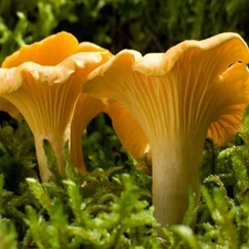 Chanterelle Mushroom  "seeds"- spores on grain -20 gr