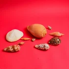 Lot of shells of different sizes.  - 677184