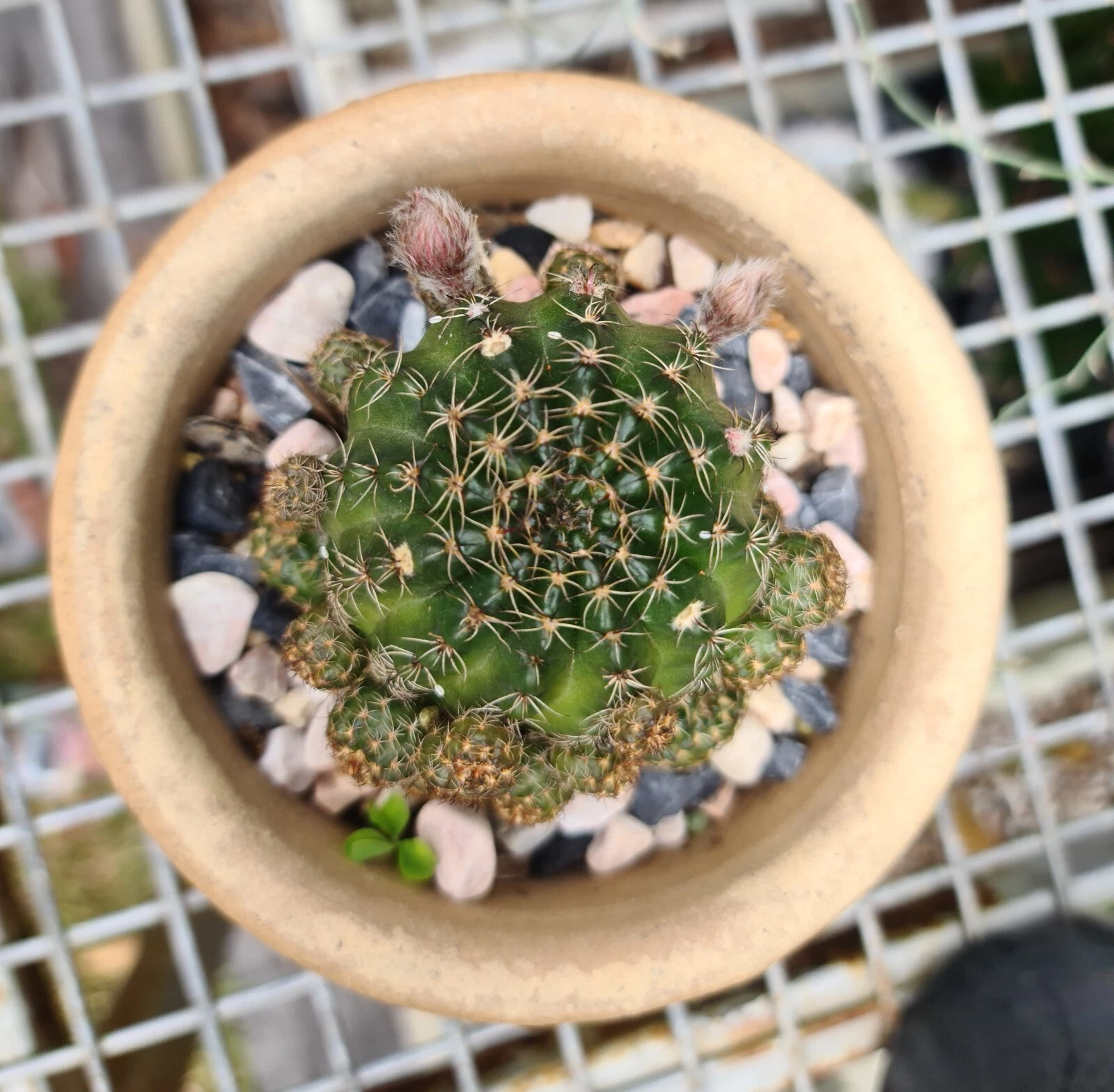 Picture 2 of 3