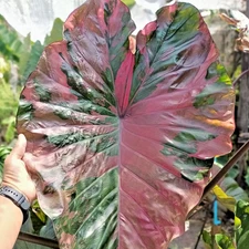 Colocasia Live Bulb Celebrity Pink Tuber New Hybrid + Phytosanitary Certificate