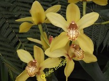 Photo 6x4 Yellow Orchids Wisley One of many varieties of orchids in the g c2012