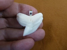 (S6-408) 1-3/8" White TIGER SHARK T**th silver plated pendant sharks necklace
