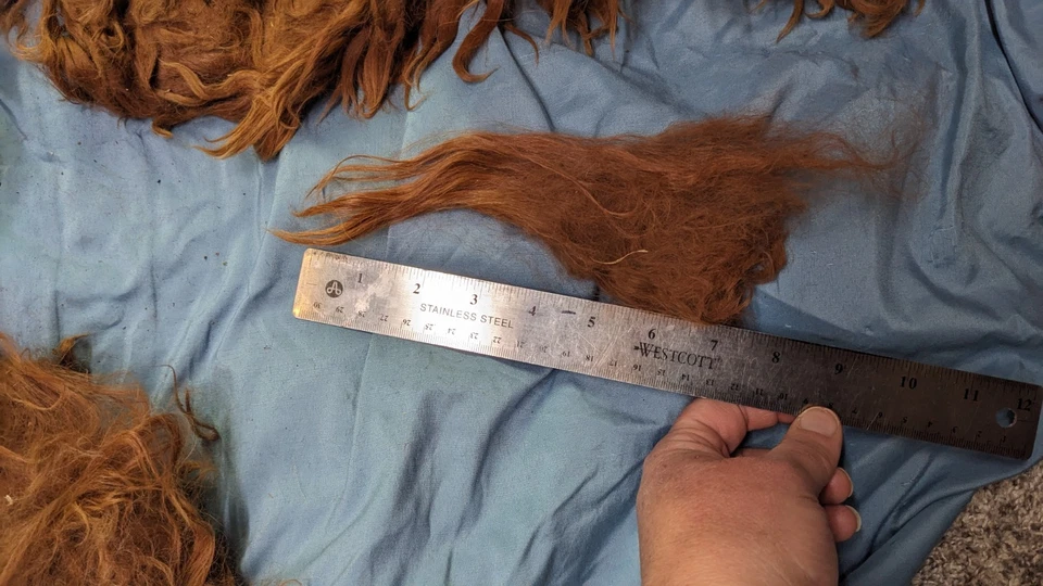 Raw, Unwashed Alpaca wool, Amber - Image 2 of 2