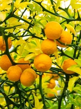 5 (Five) Hardy Orange Live Tree seedlings(3-7" tall bare root) Citrus trifoliata