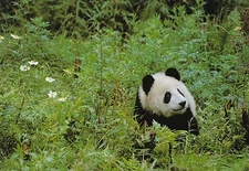 Fritz Polking, "Giant Panda", digital print, Image Size:  16"h x 24"w