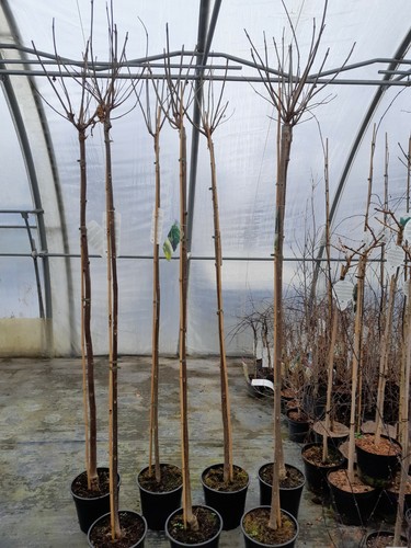Catalpa bignonioides Nana, Kugel Trompetenbaum 180cm Stamm, Kugeltrompetenbaum - Bild 3 von 3