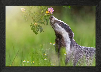 Dachs im Gras Gerahmtes Wandbild Poster Leinwanddruck Bild