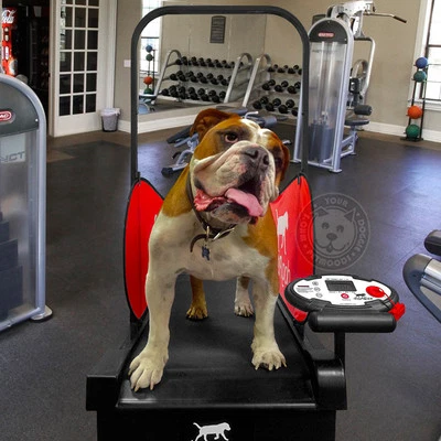 dogPACER LF 3.1 Treadmill for Dog for sale online eBay