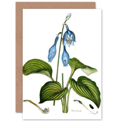 Blume blaue Taglilie Hemerocallis Caerulea Grußkarte mit Umschlag
