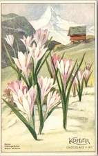 SWITZERLAND Flora of Switzerland - Alpine saffron