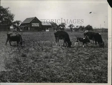 1934 Press Photo Cattle on farm in Northern Illinois try to find pasture