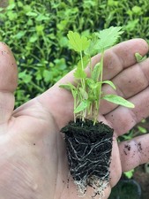 Parsnips  Tender & True  X12 Multi Sown Plug Plants Ready Now