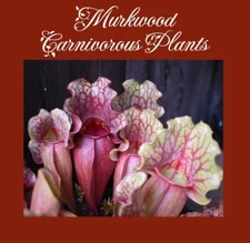 🔥 Sarracenia Purpurea Venosa 'Most Ruffled' x OP Carnivorous Plant 25 SEEDS