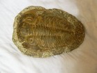 TRILOBITE 11 INCHES LONG WITH STAND — photo 1