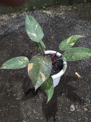 Real Picture Philodendron Orange Princess Variegated Big Leaves Rare Plant