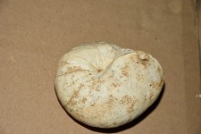 Cenoceras, Nautilus elégans cénomanien de Calais.