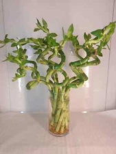 Lucky Bamboo , large curly 12 to 14 inches, perfect gift to bring luck and honor