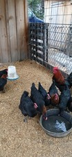 12 Purebred French Black Copper Maran Hatching Eggs