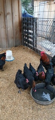 12+ Purebred French Black Copper Maran Hatching Eggs