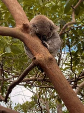 Digital Image Picture Wallpaper Background Desktop Australia Sydney Zoo! $0.99!