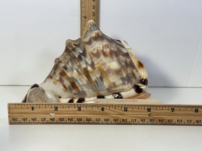 Real Natural King Helmet Cassis Tuberosa Snail Striped Seashell