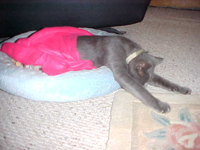 1000  CAT DOG OAT WHEAT RYE GRASS SEED Digestive Aid Bird Rabbit Turtle Squirrel