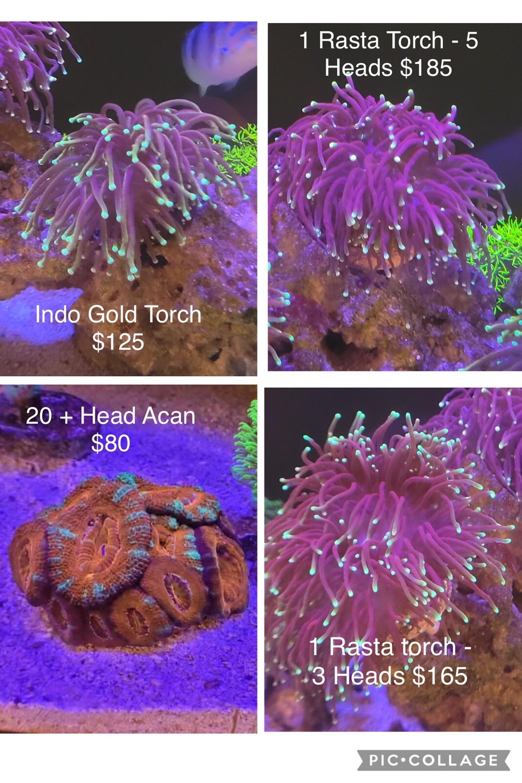 Live Saltwater Corals For Sale eBay