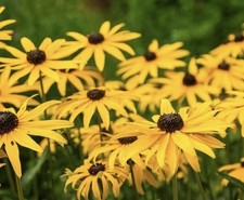 Rudbeckia Hirta Black Eyed Susan 12x PLUG PLANTS READY NOW