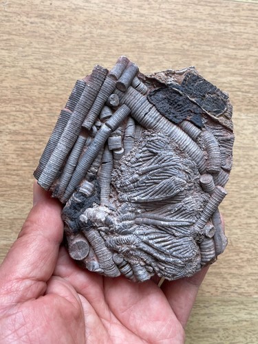 200g Triassic Natural crinoid and Trachyceras specimen Geologic rock - Picture 7 of 20