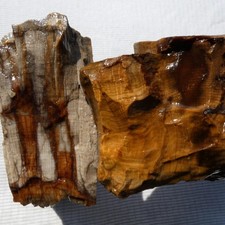 RimRock: 9.95 Lbs STINKING WATER PETRIFIED GOLDEN OAK Rough
