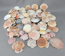 Scallop Shell Seashell Mixed Lot Nautical Beach Ocean Coastal Decor Crafts