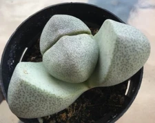 Pleiospilos Nelii, Split Rock Cactus Cacti Succulent Plant 2.5" Pot 