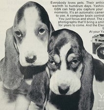 Yashica Camera Basset Hound Dog Ad Advertising Advertisement Information Vintage
