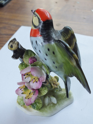 Selten. Royal Adderley Coppersmith Barbet